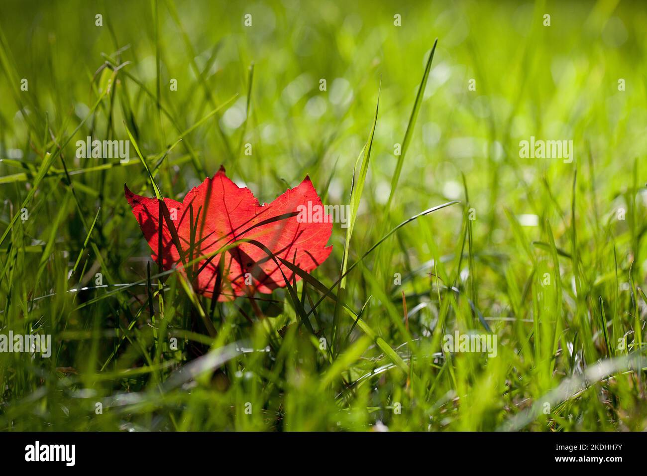 Herbst einzelnes rotes Ahornblatt isoliert auf dem Gras. Lone Red Ahornblatt auf dem Boden in Grashalmen während der Herbstsaison. Stockfoto