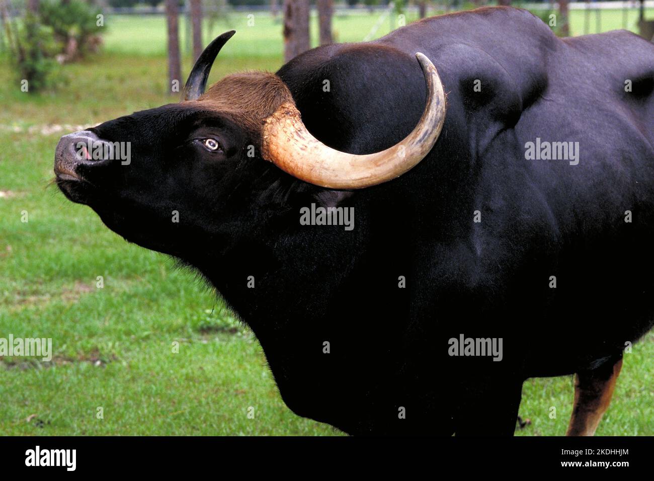 Ein Gaur, Bos Gaurus, männlich in Indien Stockfoto