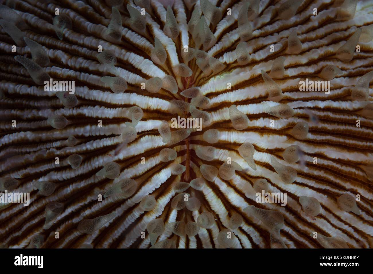 Detail der Mündung einer Hartpilzkoralle, Fungia sp., die auf einem Korallenriff in Indonesien wächst. Diese Art von Korallen fusionieren nicht im Meeresboden. Stockfoto