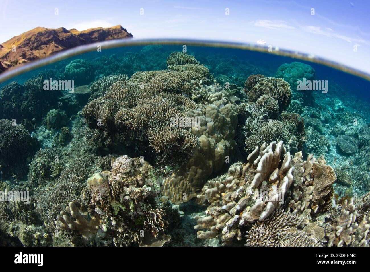 Auf einem flachen, gesunden Riff in der Nähe von Komodo, Indonesien, konkurrieren Korallenriffe um den Weltraum. Dieses Gebiet als extrem hohe marine Artenvielfalt. Stockfoto