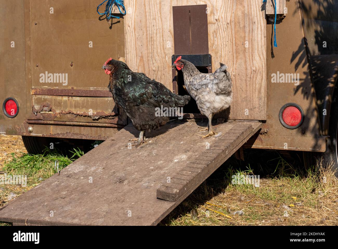 Chimacum, Washington, USA. Schwarze Australorp und weiße, echte blaue Hühner auf einer Rampe, die zu einem mobilen Hühnerstall führt Stockfoto