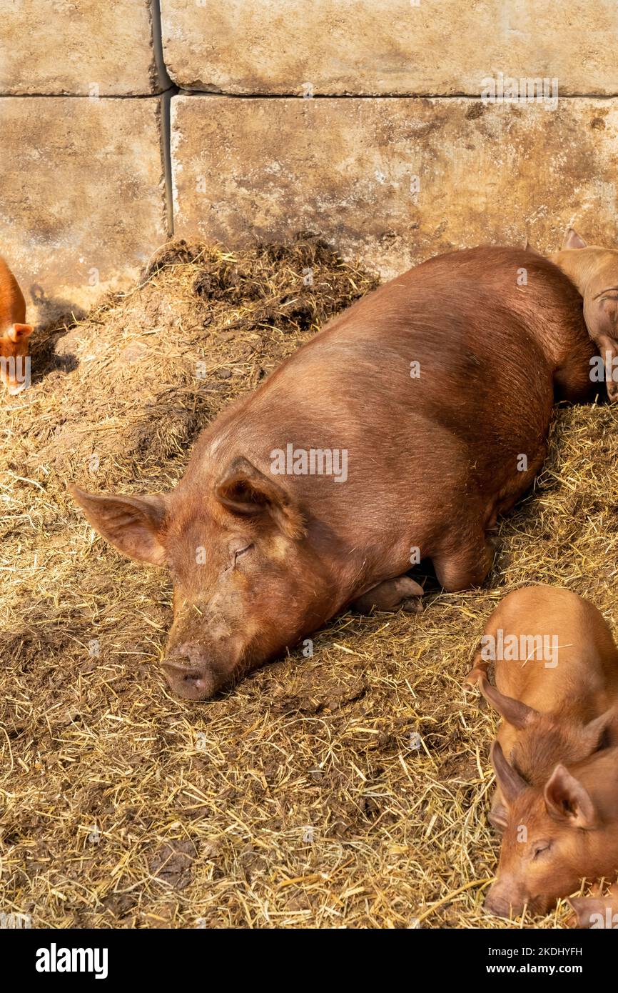 Chimacum, Washington, USA. Tamworth Schweinsau und Ferkel Stockfoto