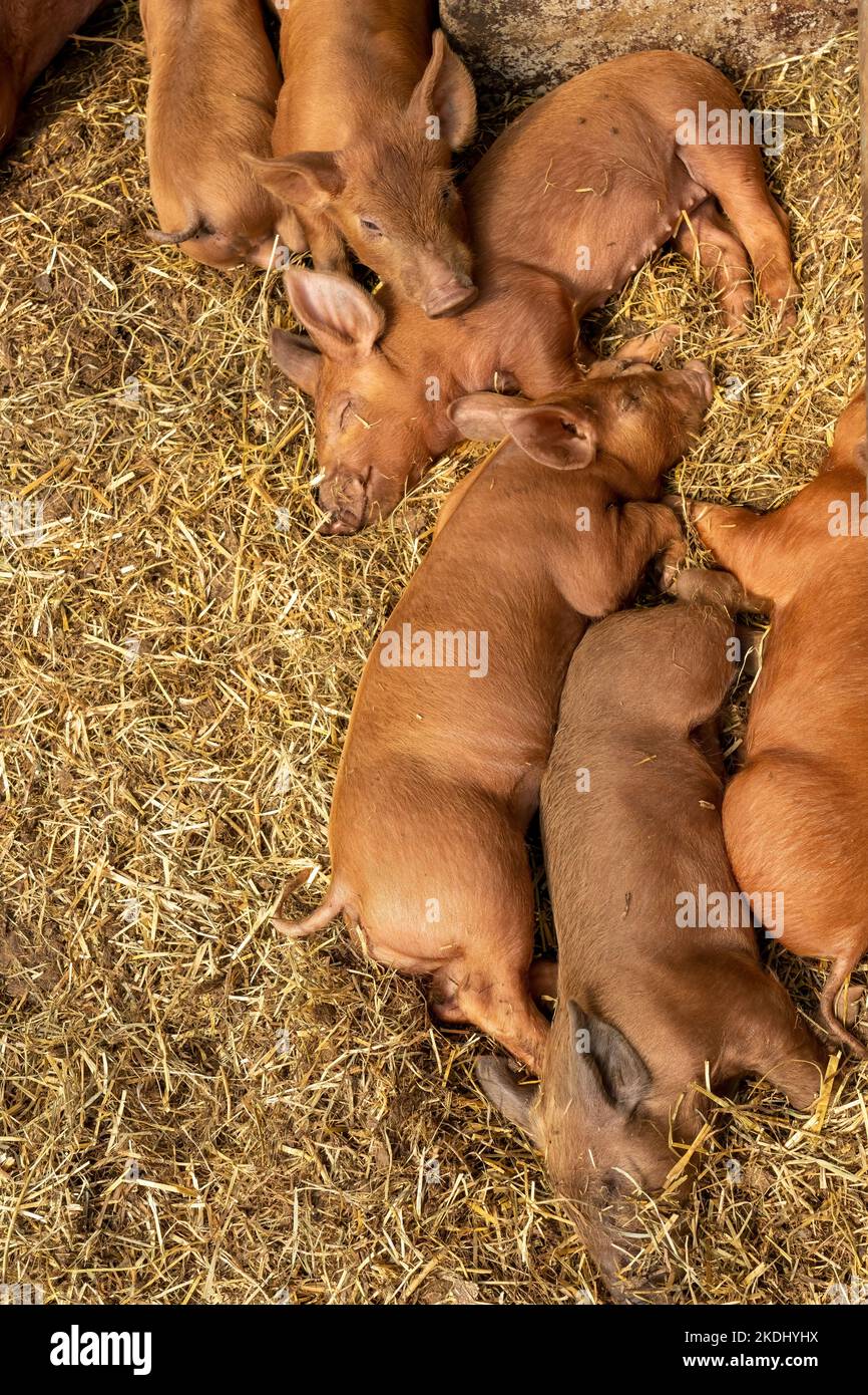 Chimacum, Washington, USA. Tamworth Schwein Ferkel gruppiert zusammen schlafen Stockfoto