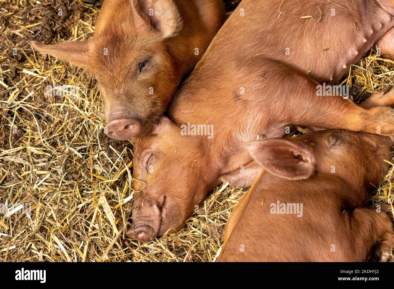 Chimacum, Washington, USA. Tamworth Schwein Ferkel gruppiert zusammen schlafen Stockfoto