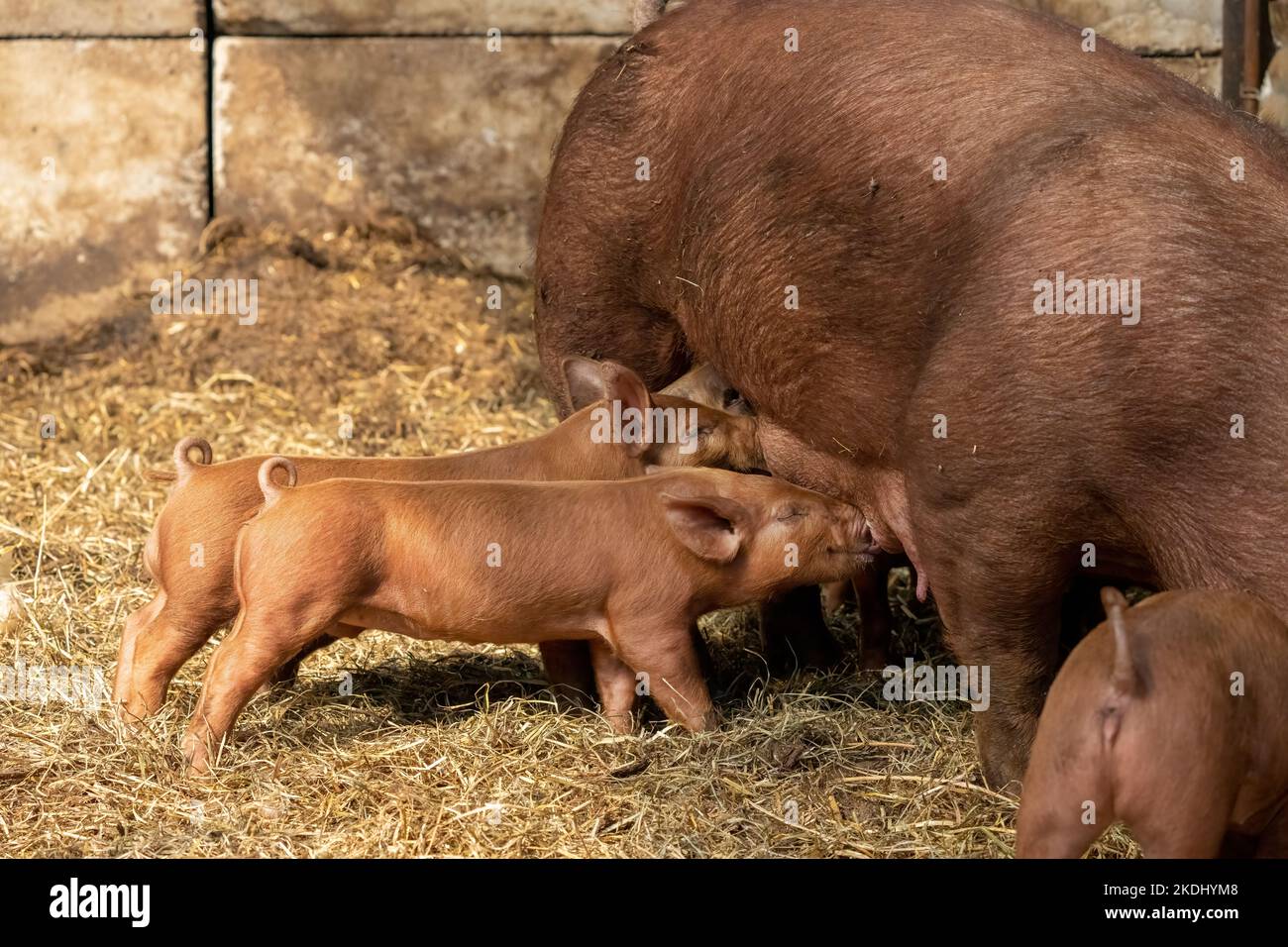 Chimacum, Washington, USA. Tamworth Schwein sät stehend, während sie ihre Ferkel stillt Stockfoto