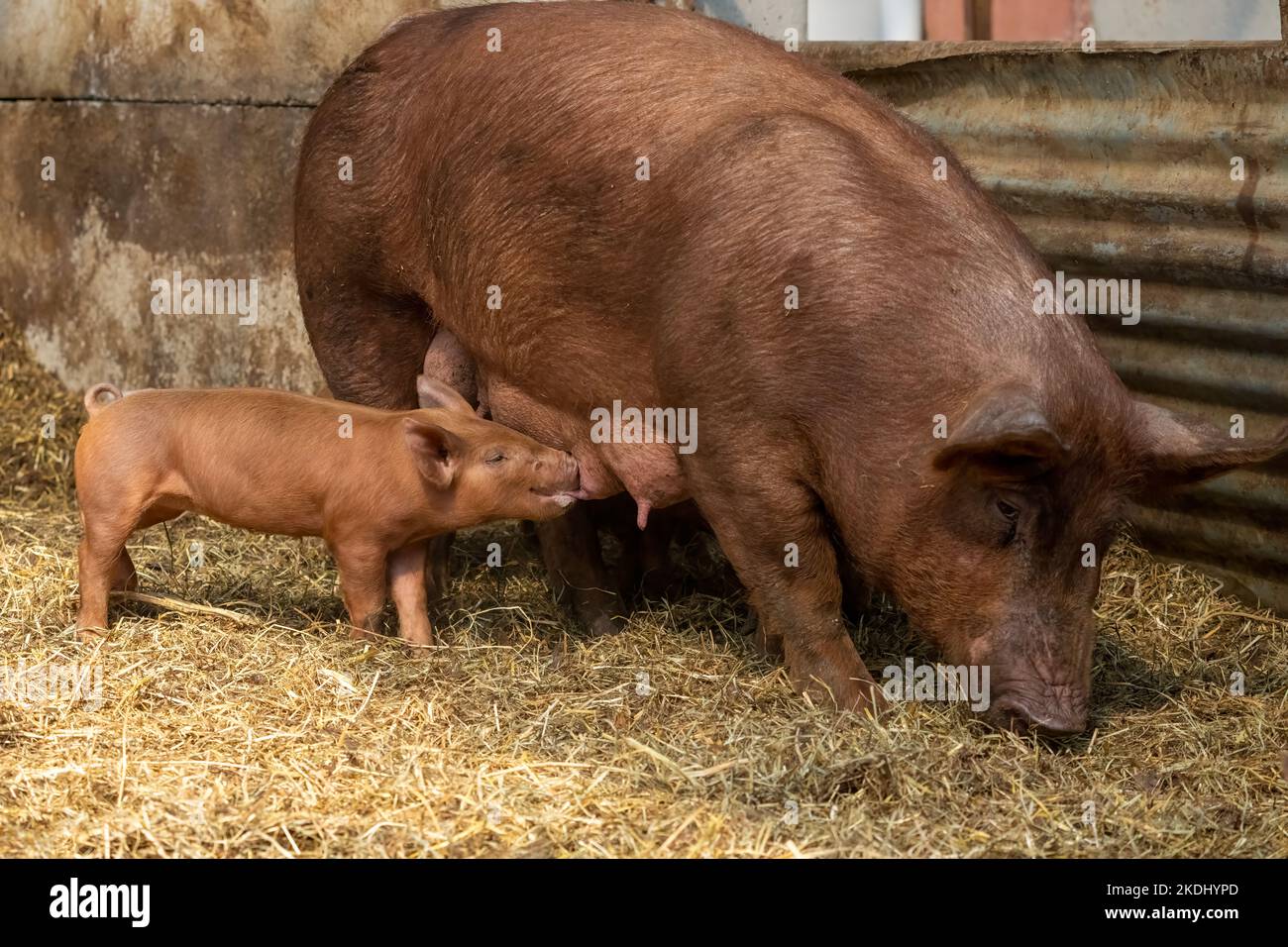 Chimacum, Washington, USA. Tamworth Schwein sät stehend, während sie ihre Ferkel stillt Stockfoto