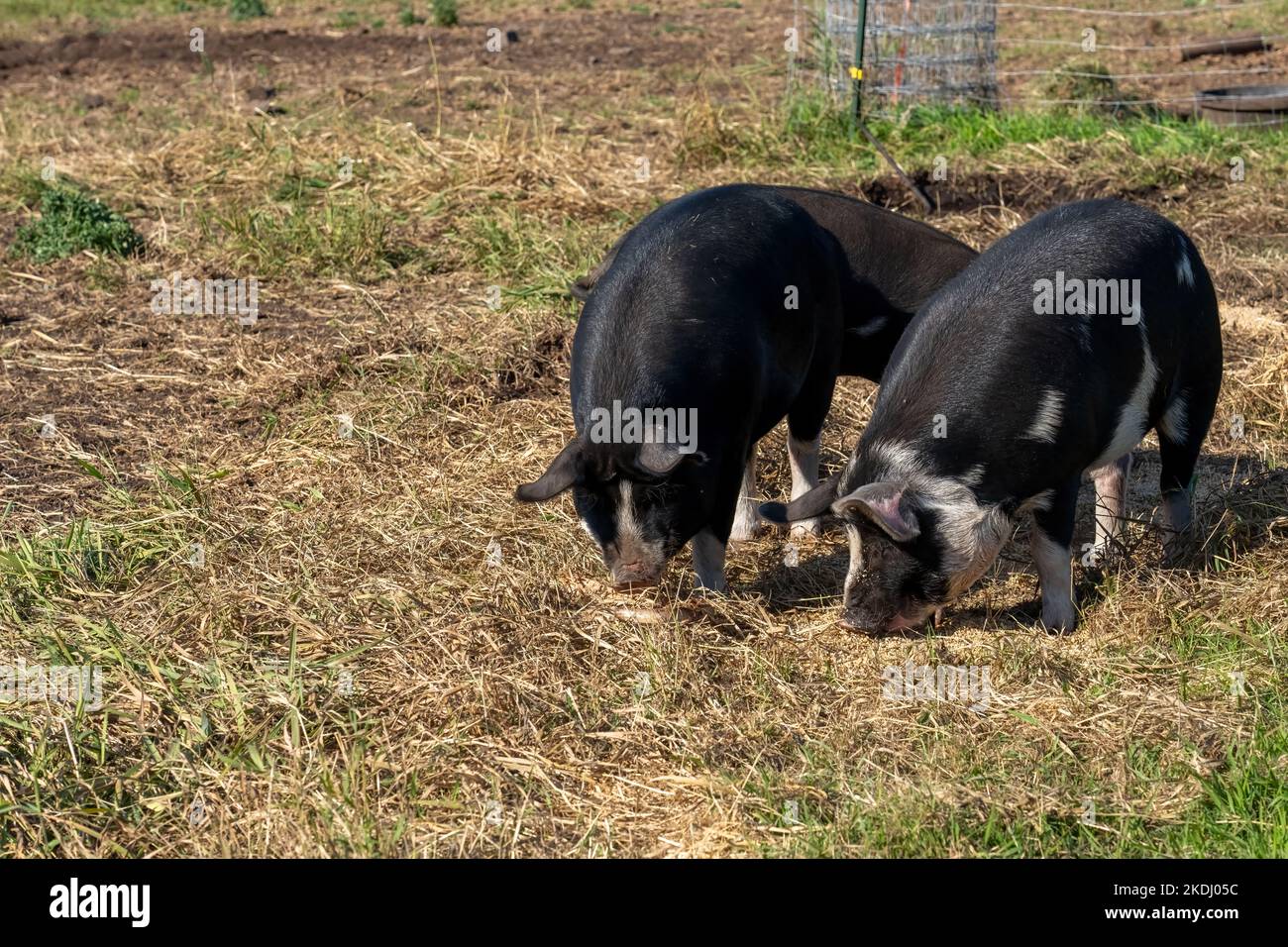 Chimacum, Washington, USA. Idaho Weide Schweine fressen Getreide auf dem Boden Stockfoto