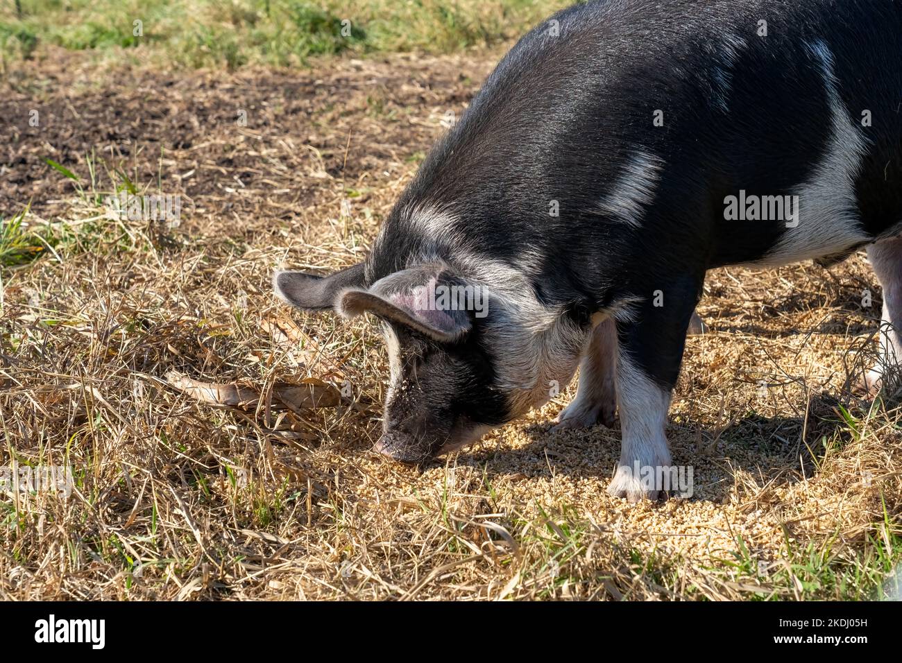 Chimacum, Washington, USA. Idaho Weide Schweine fressen Getreide auf dem Boden Stockfoto