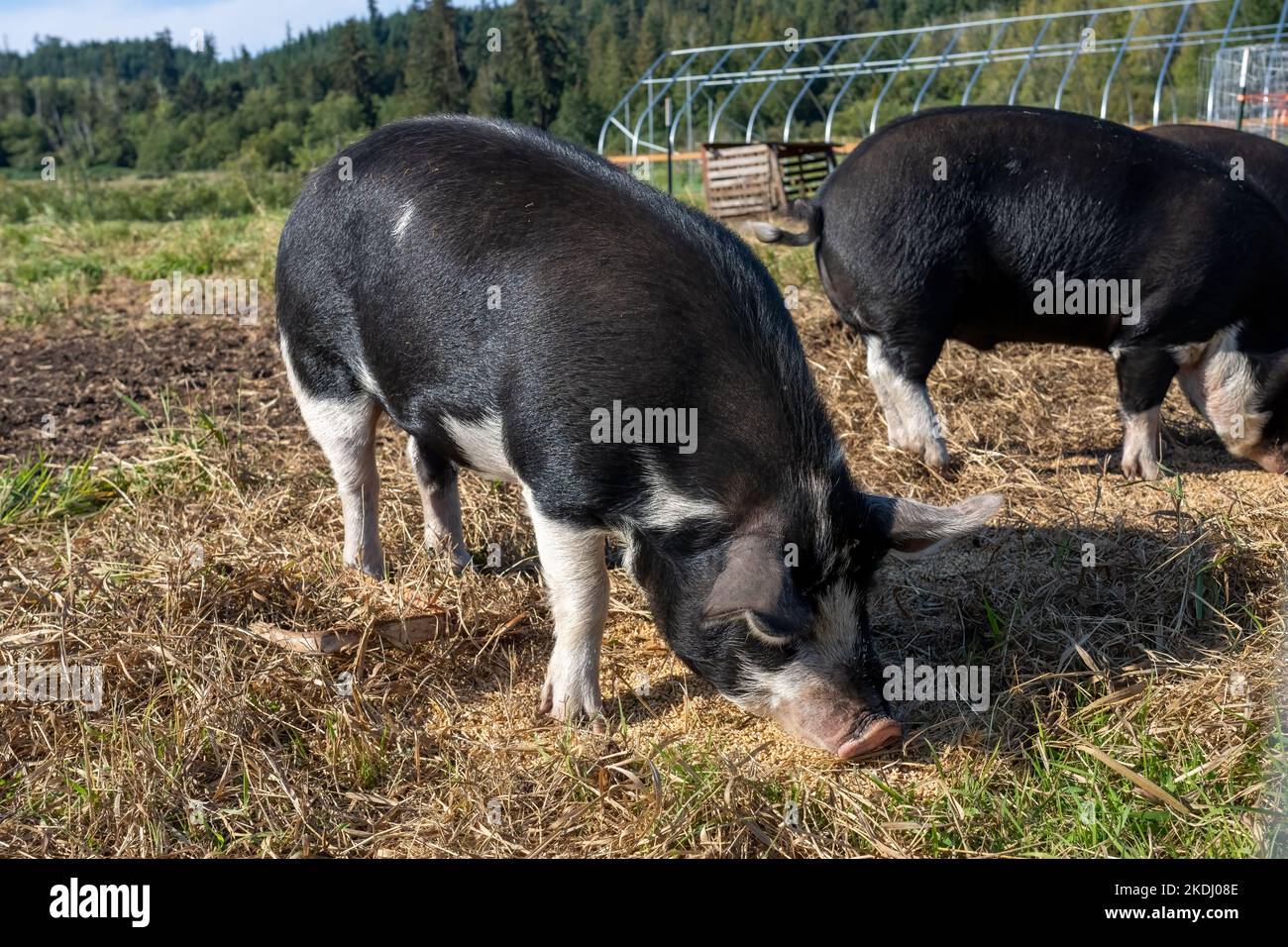Chimacum, Washington, USA. Idaho Weide Schweine fressen Getreide auf dem Boden Stockfoto