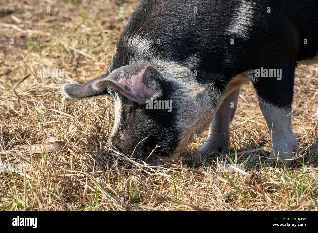 Chimacum, Washington, USA. Idaho Weide Schweine fressen Getreide auf dem Boden Stockfoto