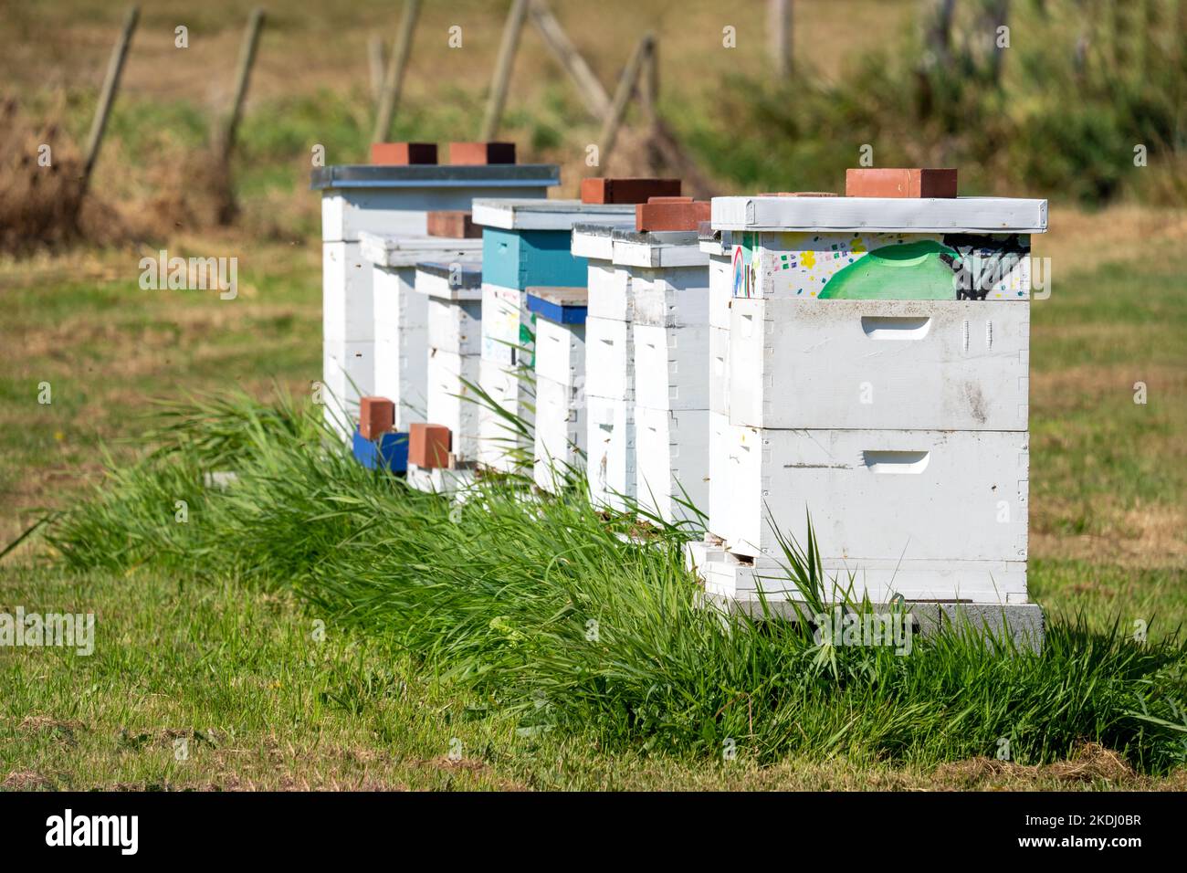 Chimacum, Washington, USA. Langstroth Bienenstöcke in einer Reihe in einer ländlichen Umgebung, mit bunten Kinderkunstwerken auf ihnen. Stockfoto