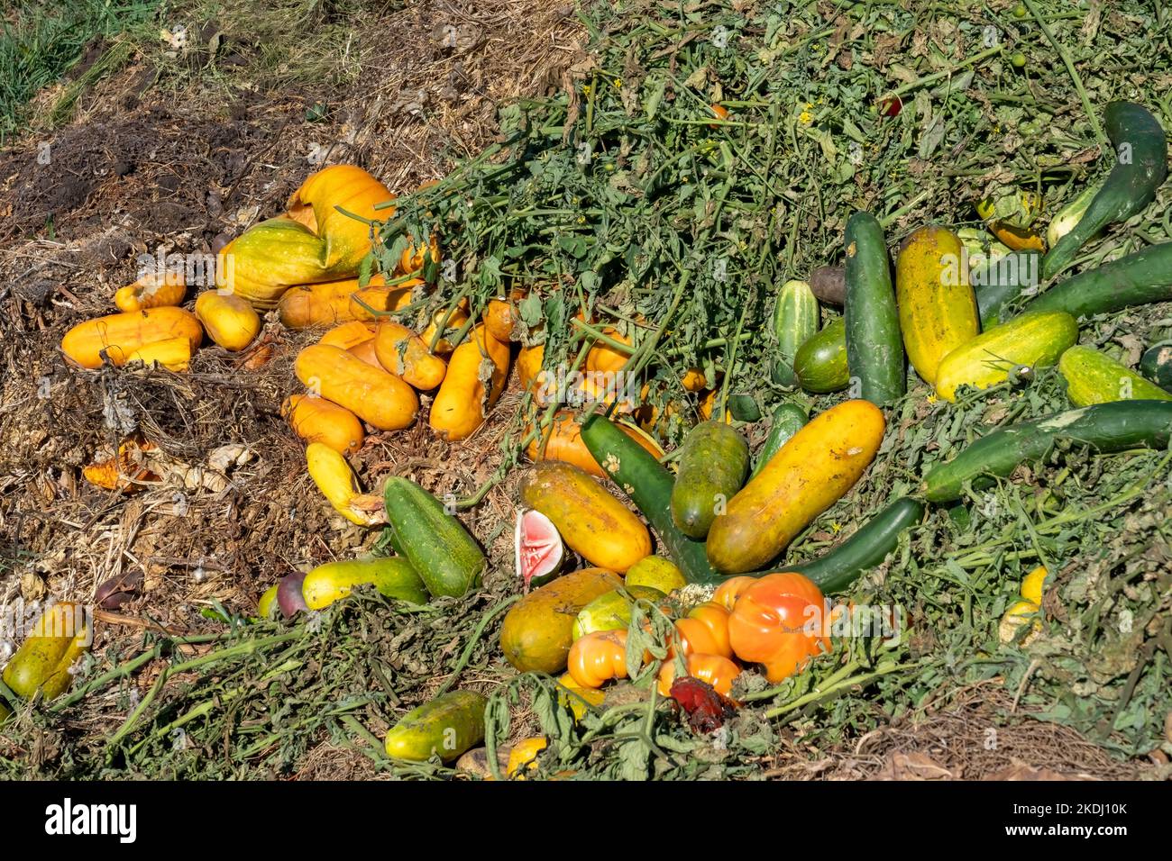 Chimacum, Washington, USA. Gemüse, hauptsächlich Squash, Zucchini und Tomaten, ungeeignet zum Verkauf, in einen Komposthaufen geworfen. Stockfoto