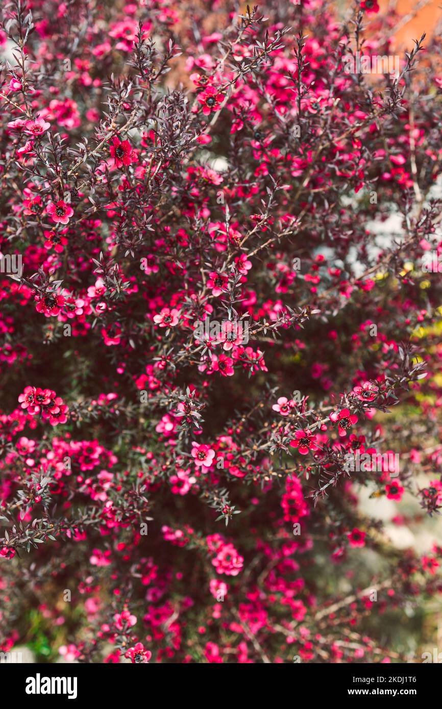 Nahaufnahme der neuseeländischen Tea Bush-Pflanze mit dunklen Blättern und roten Blüten, die in geringer Schärfentiefe aufgenommen wurden Stockfoto