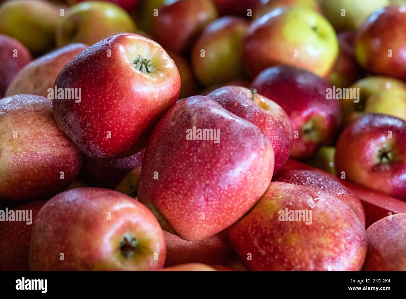 Apple-Display auf dem Jaemor Farm Market im Nordosten von Georgia. (USA) Stockfoto