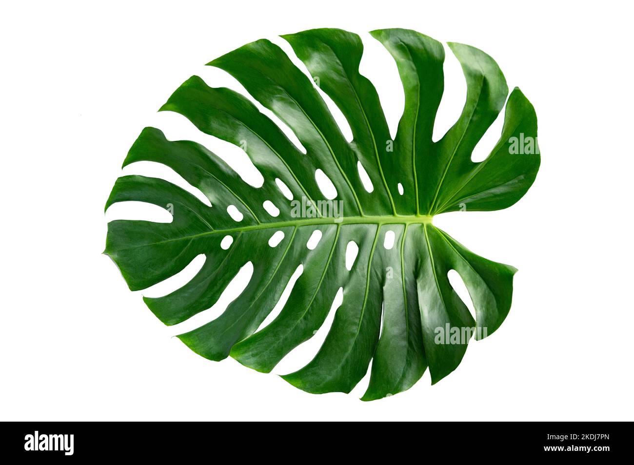 Monstera Blätter Blätter mit Isolieren auf weißem Hintergrund bleibt auf Weiß Stockfoto