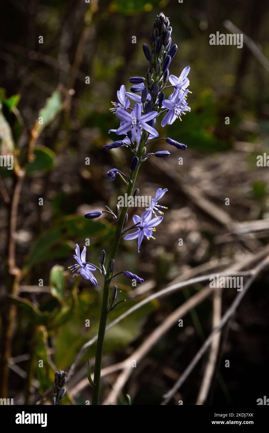 Blaue Graslilie Stockfoto