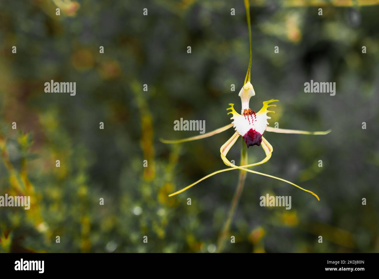 Australische einheimische Orchidee Stockfoto