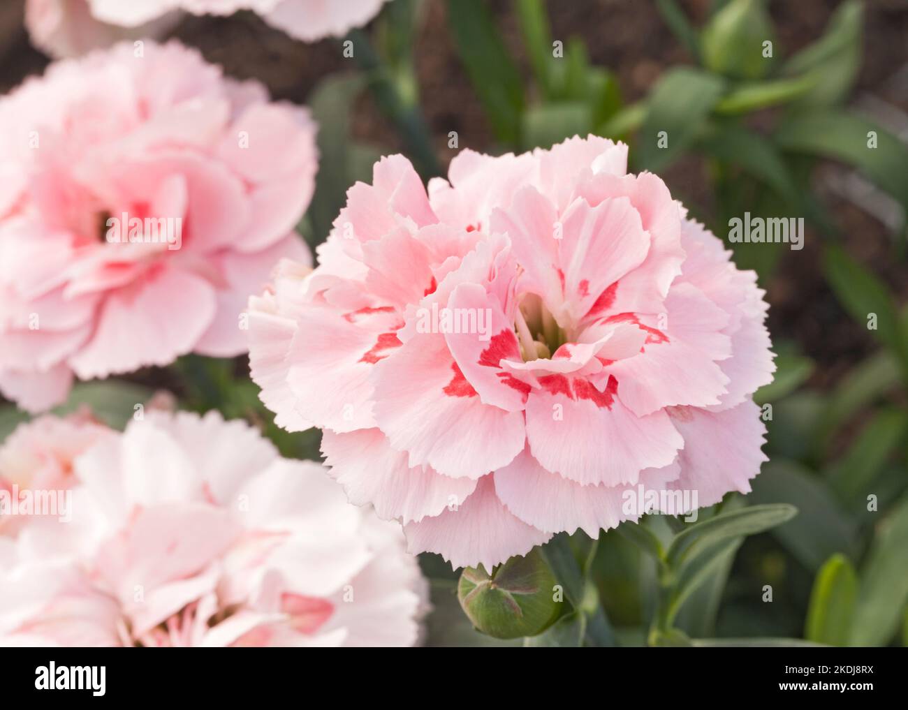 Nelke „Pink Star“, Dianthus Stockfoto