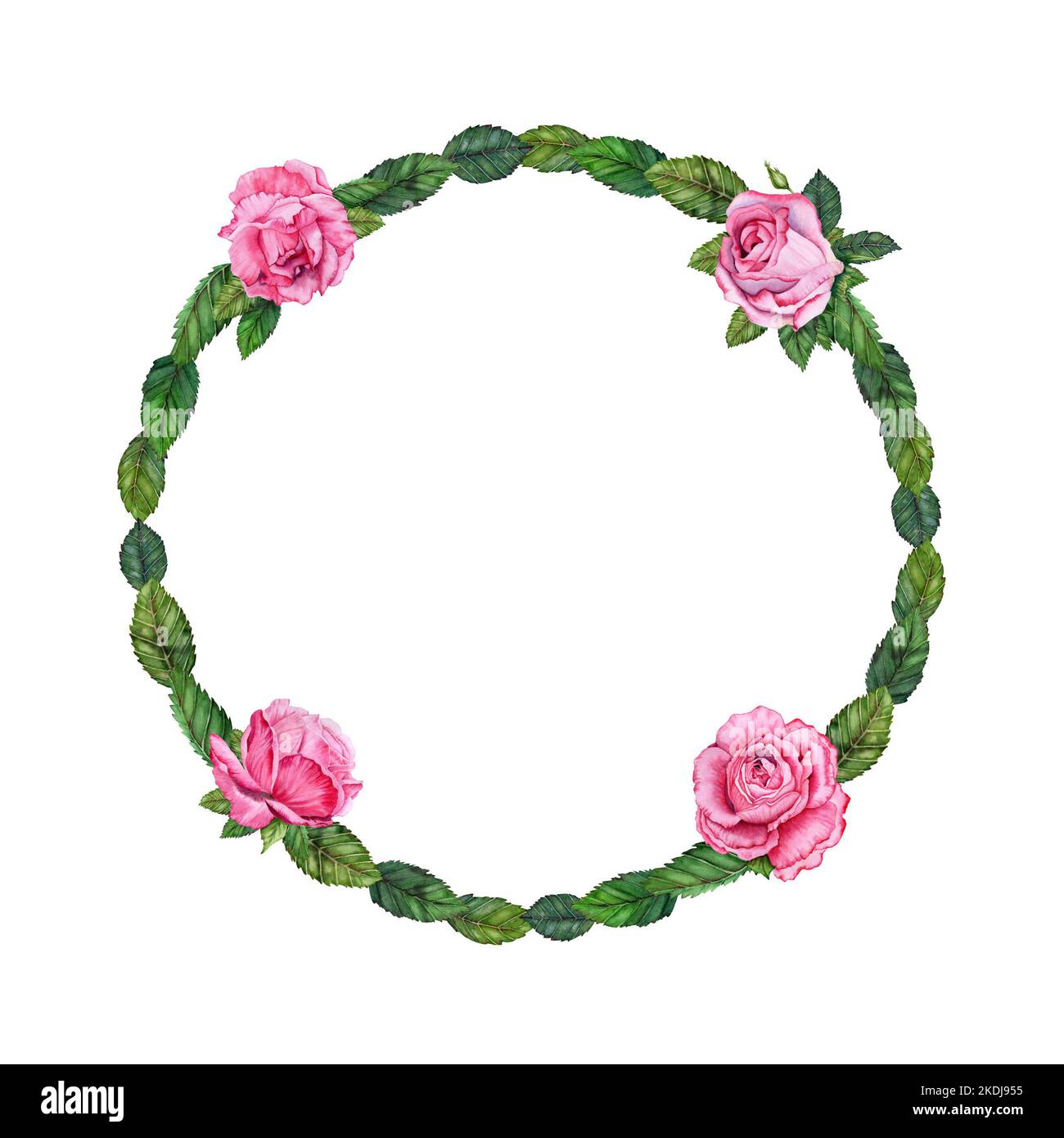 Aquarell Rose Blumendarstellung Kranz. Handgezeichnete rosa Blüten mit grünen Blättern auf weißem Hintergrund. Für Karten, Hochzeiten und Einladungen zu Veranstaltungen Stockfoto