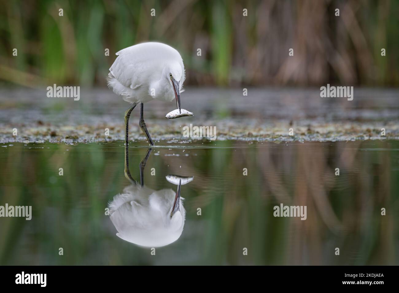 Ein Reiher, Ardea alba, steht im Wasser mit einem Fisch im Schnabel. Es spiegelt sich wunderschön im Wasser wider Stockfoto Ein Reiher, Ardea alba, steht im Wasser mit einem Fisch im Schnabel. Es spiegelt sich wunderschön im Wasser wider Stockfoto
