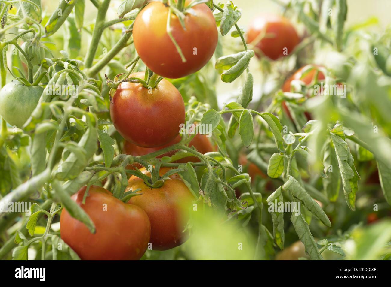 Bio Tomaten im Garten reif bereit zu ernten Stockfoto