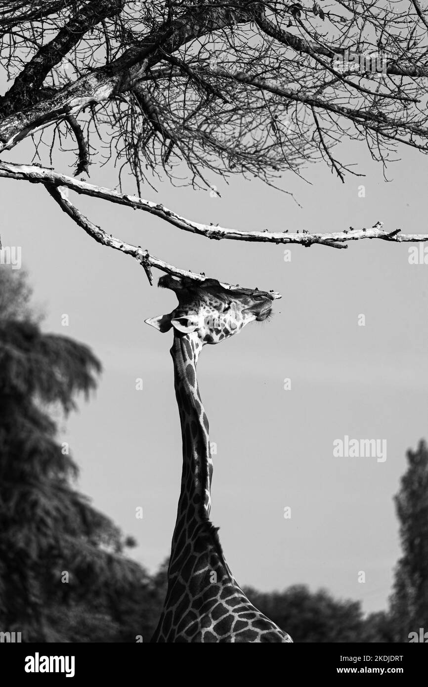 Giraffe streckt den Kopf zu einem Ast, Schwarz-Weiß-Fotografie Stockfoto