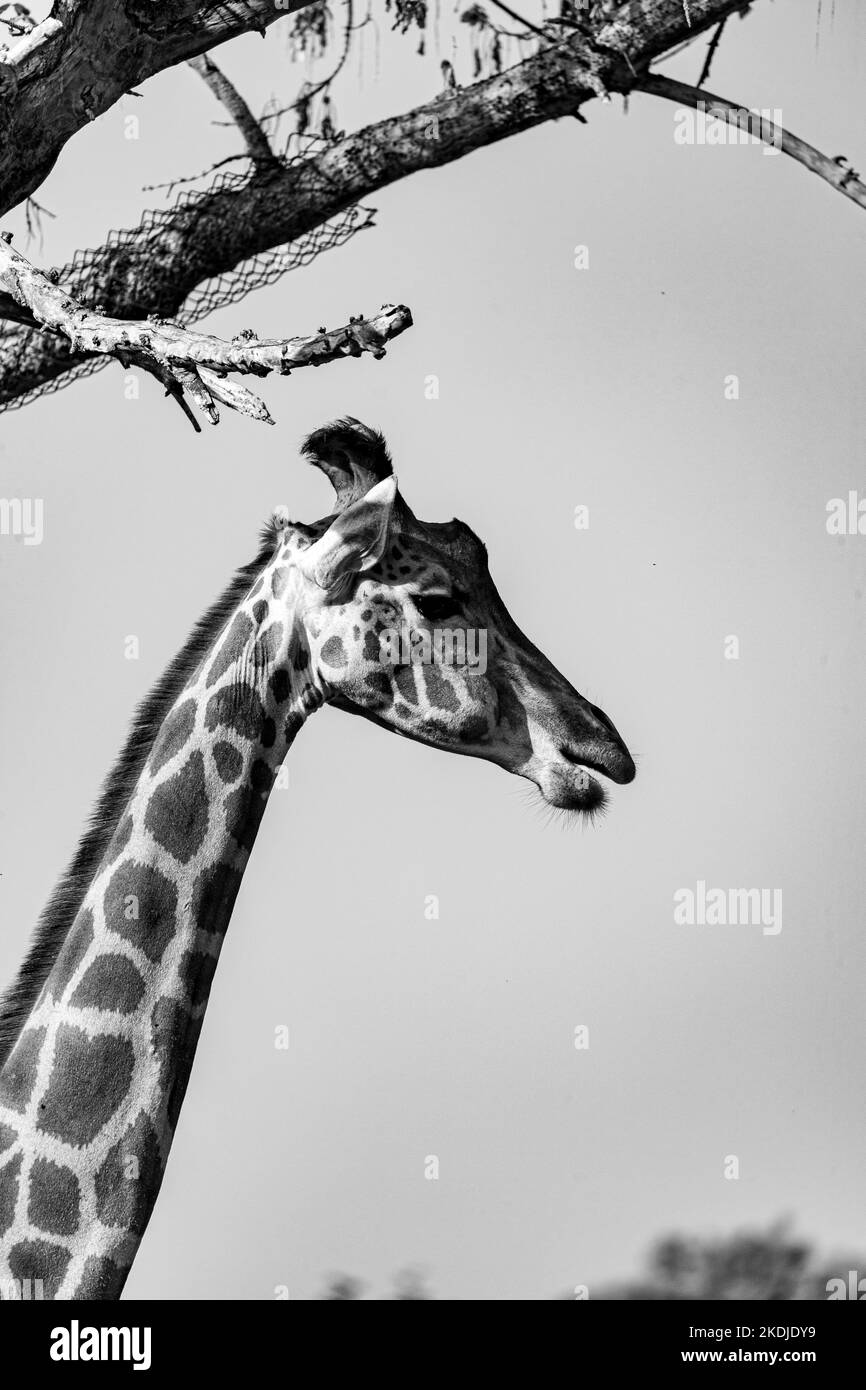 Giraffe streckt den Kopf zu einem Ast, Schwarz-Weiß-Fotografie Stockfoto