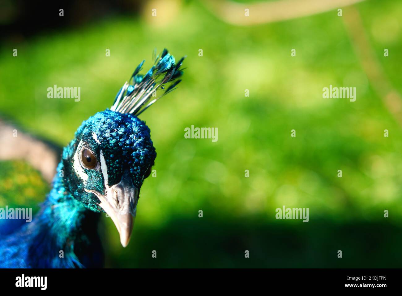 Vogel Pfau steckt seinen Kopf in das Bild. Eleganter Vogel in prächtigen Farben. Tierfoto Stockfoto