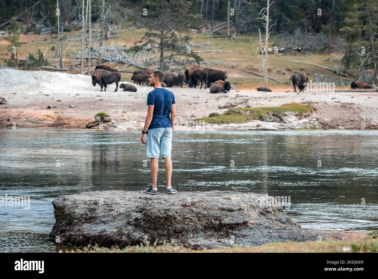 Mann, der den See erkundet, während er Bisons im Wald des Yellowstone Parks betrachtet Stockfoto