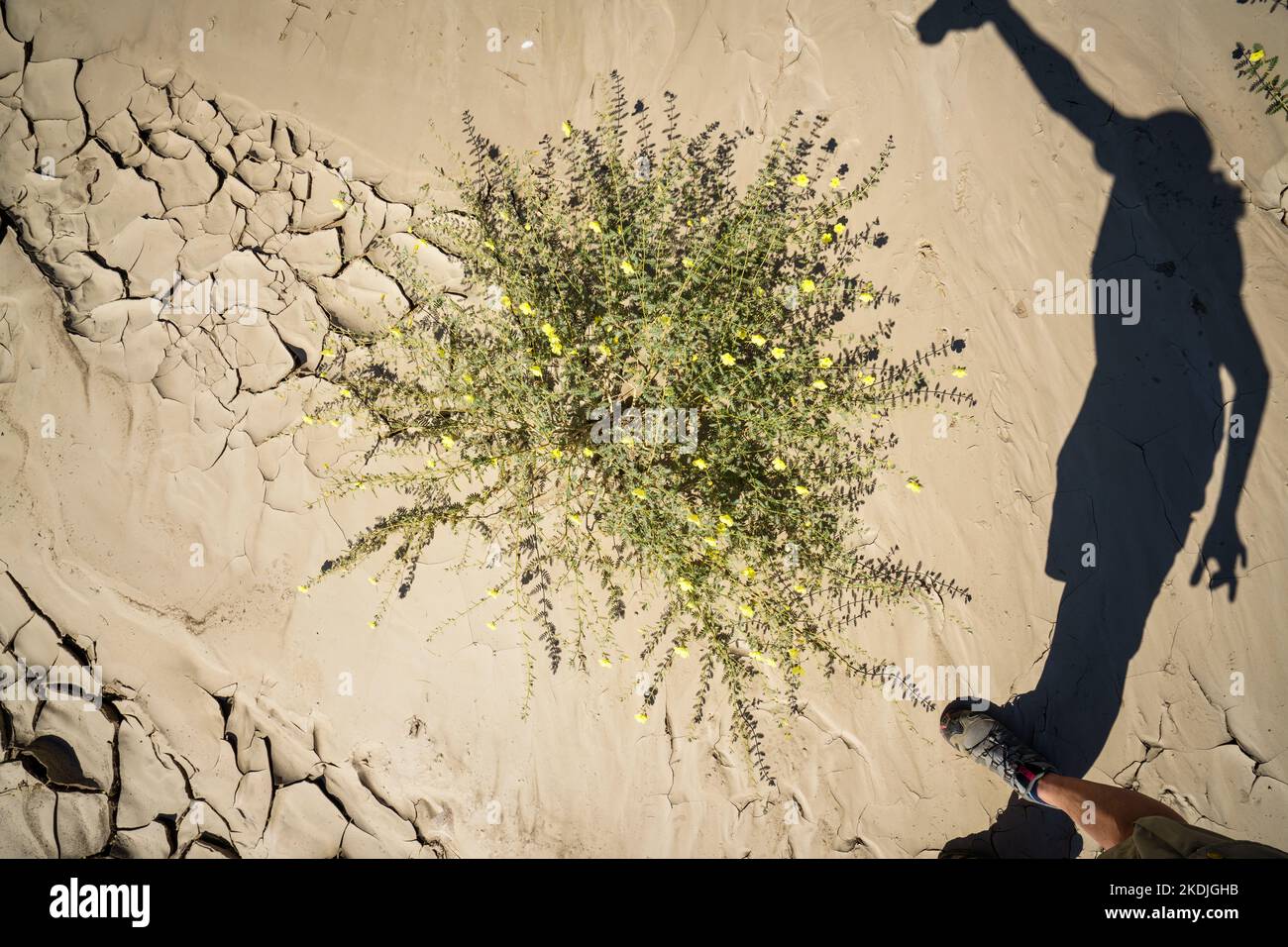 Grüne Pflanzen wachsen in trockenen Flussbett-Mustern mit Schatten des Fotografen. Swakop River, Namibia, Afrika Stockfoto