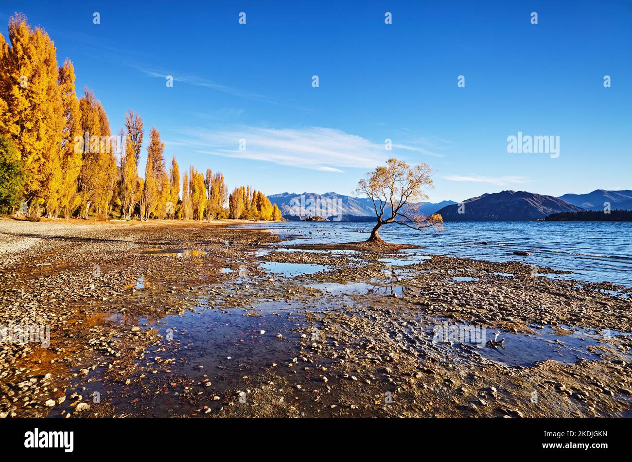 Herbstlandschaft, See Wanaka, Neuseeland. Einsamer Baum auf niedrigem Wasserstand Stockfoto