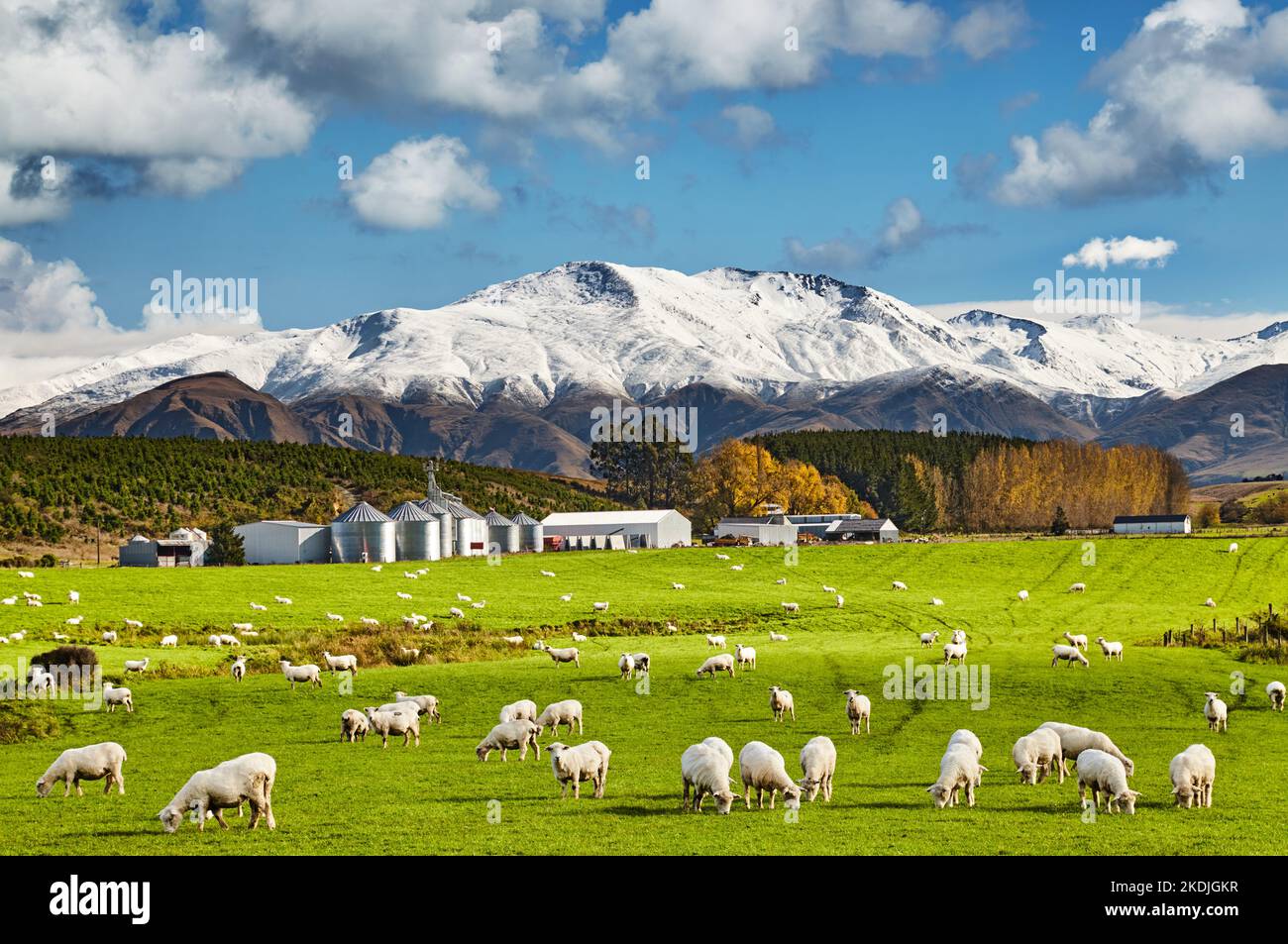 Landschaft mit verschneiten Bergen und Grünflächen mit weidenden Schafen und Agroverarbeitungsanlagen, Südinsel, Neuseeland Stockfoto