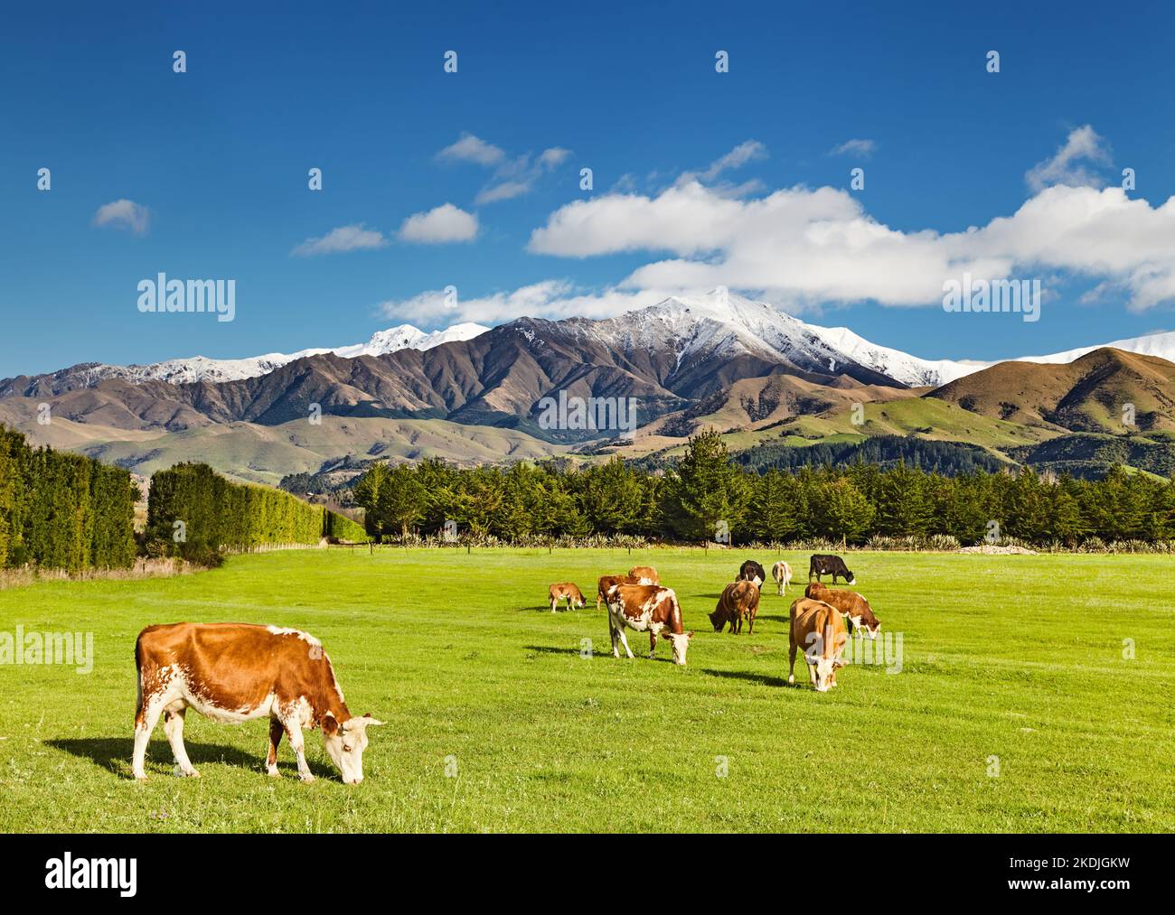 Landschaft mit schneebedeckten Bergen und grasenden Kühen, Neuseeland Stockfoto