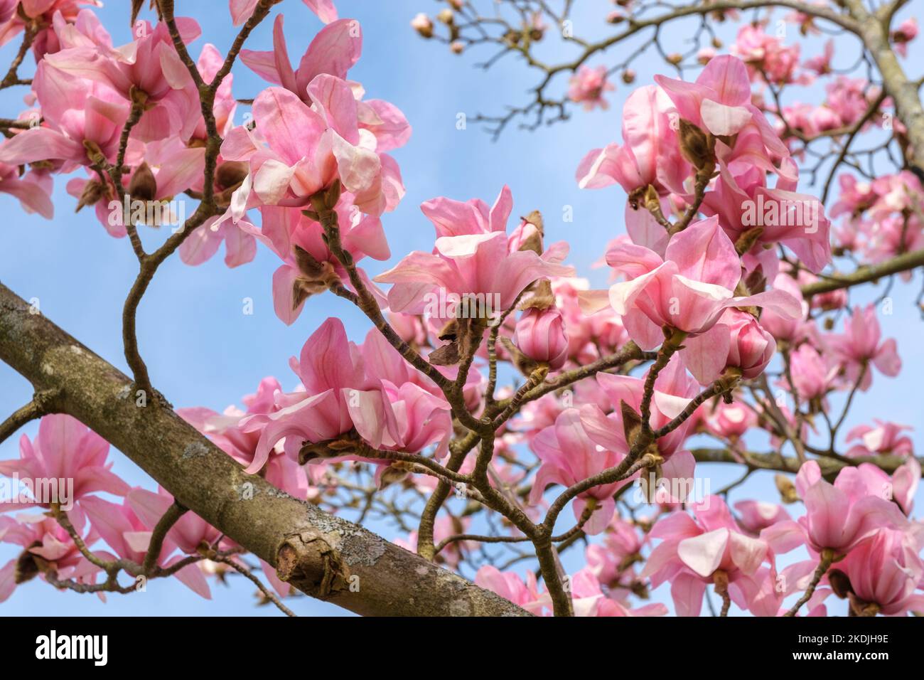 Magnolia Peter Dummer, Laubbaum mit rosa Tulpenförmigen Blüten Stockfoto