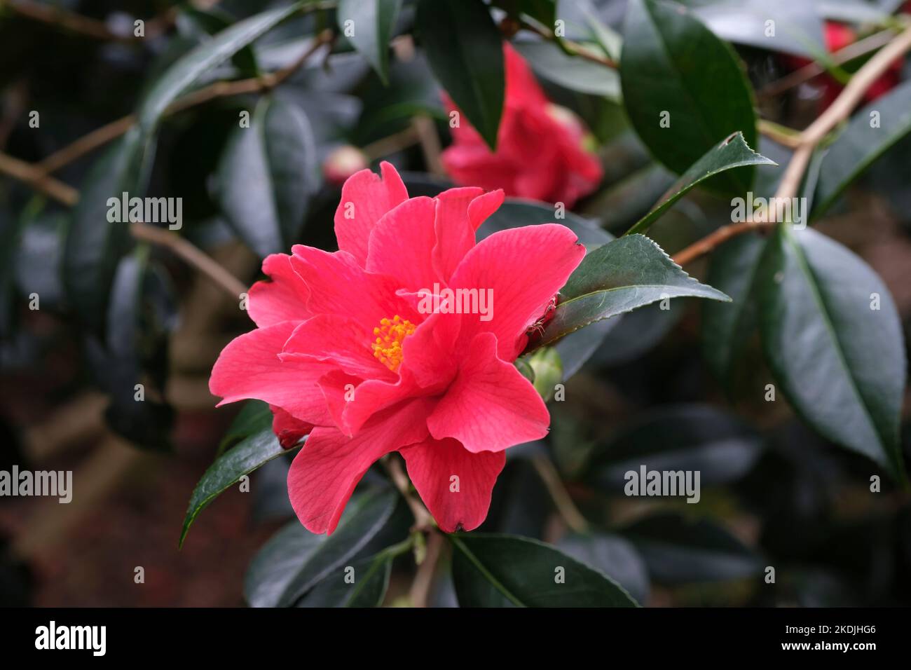 Camellia × williamsii 'Freedom Bell', Freedom Bell Camellia. Die Blüten sind karmesinrot und halbdoppelt Stockfoto