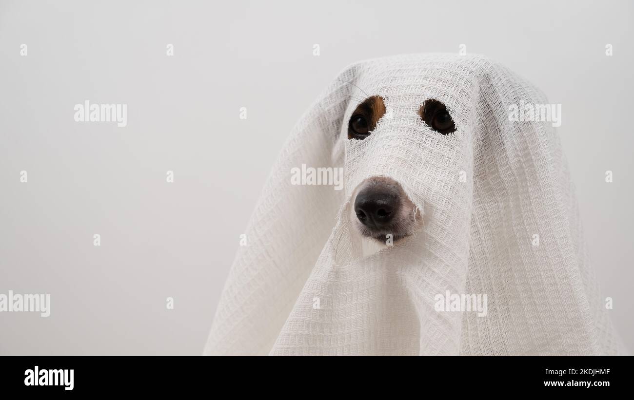 Hund Jack Russell Terrier in einem Geisterkostüm auf weißem Hintergrund. Stockfoto