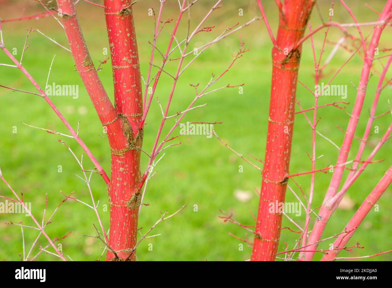 Ahornbaum aus Korallenrinde, Acer palmatum Sango-kaku. Japanischer Ahorn, rosa Rinde Winter Stockfoto