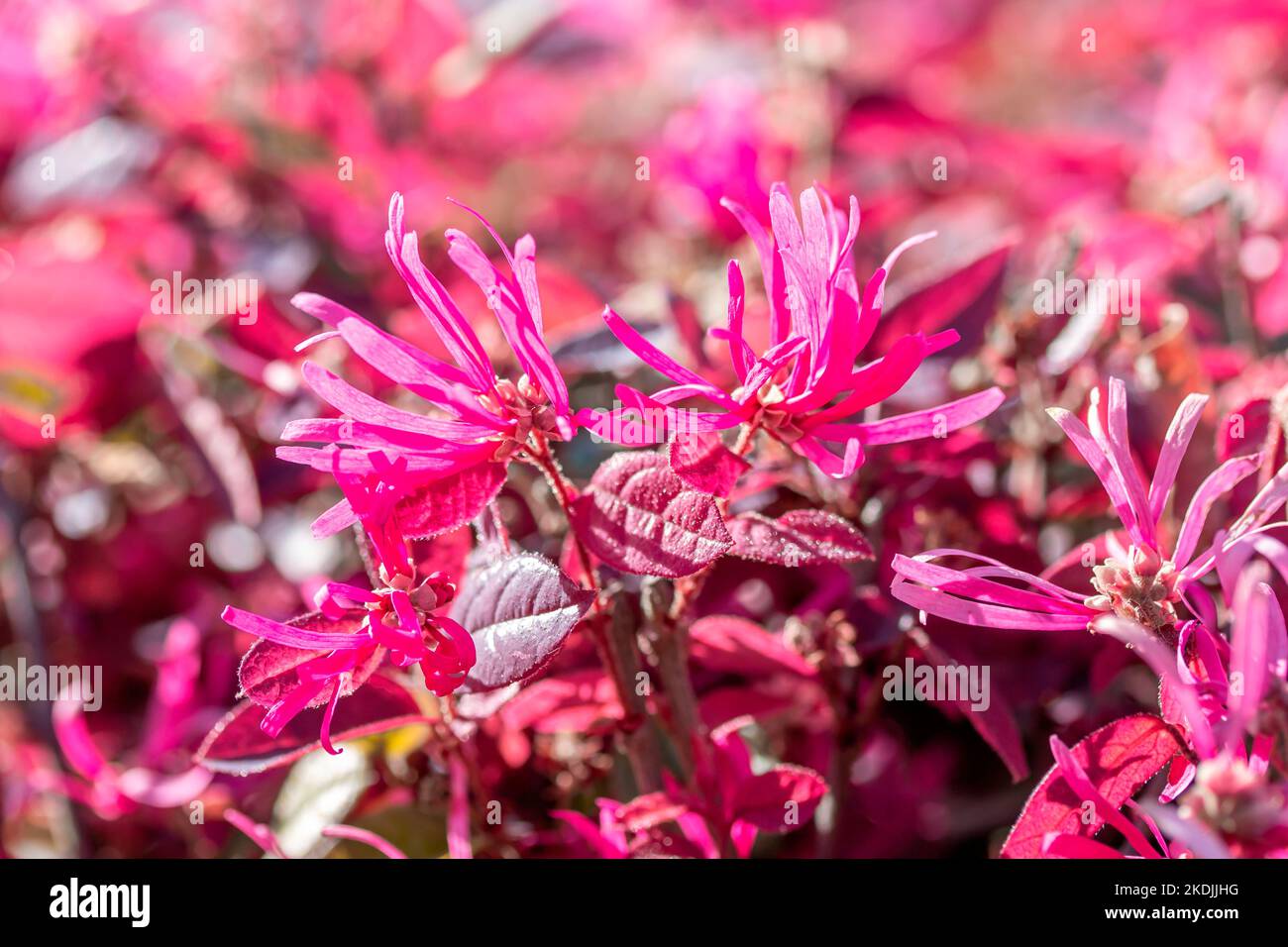 Blühende chinesische Fransenblume (Loropetalum chinense) Stockfoto