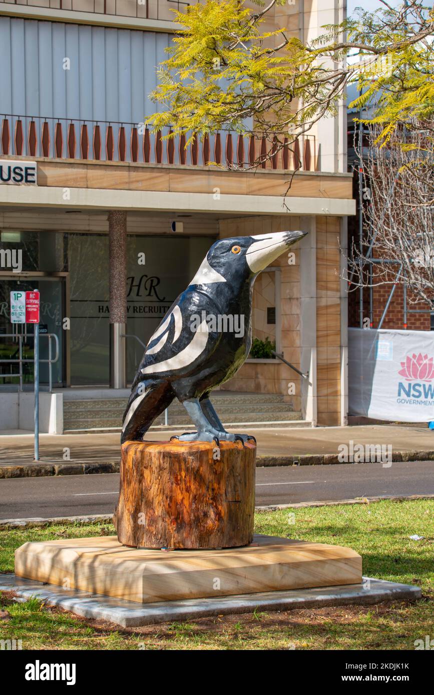 Nicht offiziell eines der großen Dinge in Australien, aber immer noch eine große australische Elster (gymnorhina tibicen) in Muswellbrook, New South Wales, Australien Stockfoto