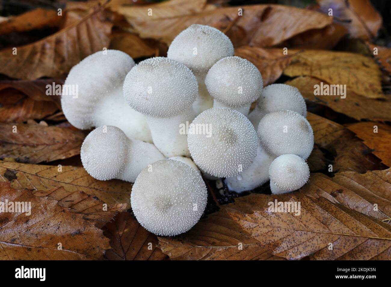 Ein Nest von Puffballs, Lycoperdon perlatum, junge Exemplare gelten als ein guter essbarer Pilz Stockfoto