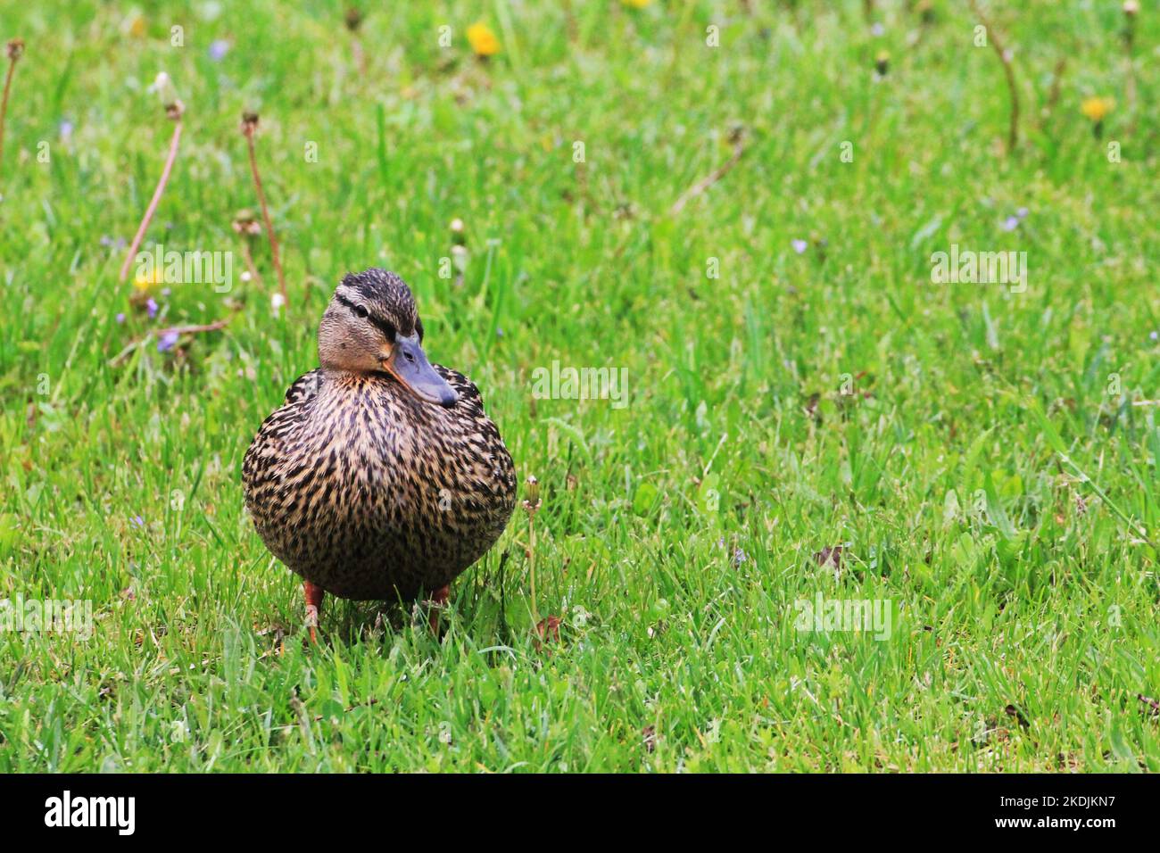 Eine schöne Entendame steht auf dem Gras und sieht ihre Enten beim Gehen auf dem Rasen Stockfoto