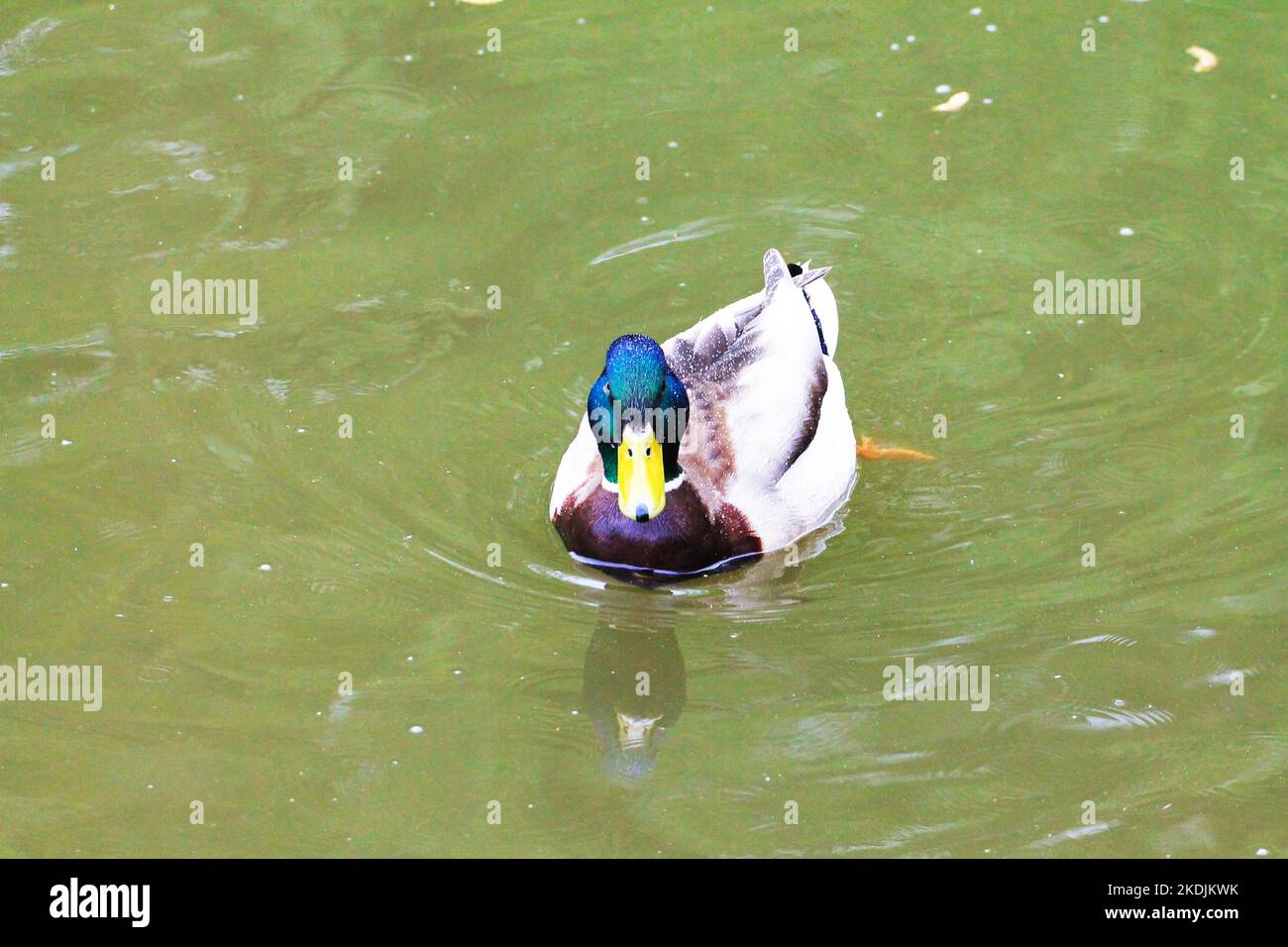 Eine Ente schmückt das Wasser des Flusses Stockfoto