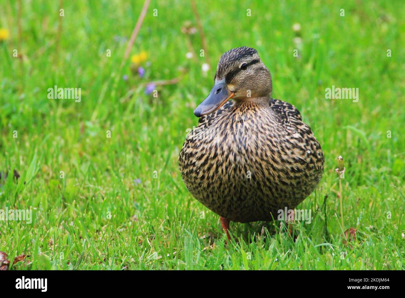 Ein Entenweibchen steht in Nahaufnahme auf dem Gras und reflektiert über das Leben Stockfoto