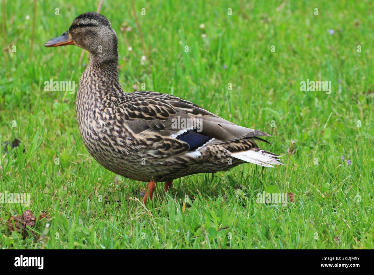 Ein Entenweibchen spaziert auf dem grünen Gras der Wiese Stockfoto