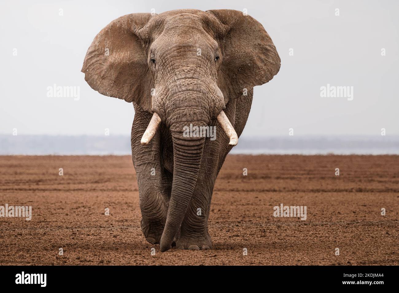 Kenia: DIESE WUNDERSCHÖNEN Bilder zeigen eine Herde Elefanten, die jüngeren Mitglieder sind mit Schlamm bedeckt, nachdem sie eine Luftmatschvorstellung gemacht haben. Ein Bild zeigt eine Ele Stockfoto