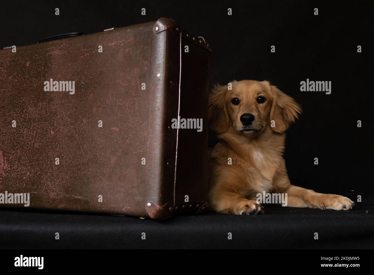 Ein roter Hund liegt hinter einem Koffer, versteckt sich auf schwarzem Hintergrund im Raum im Studio Stockfoto