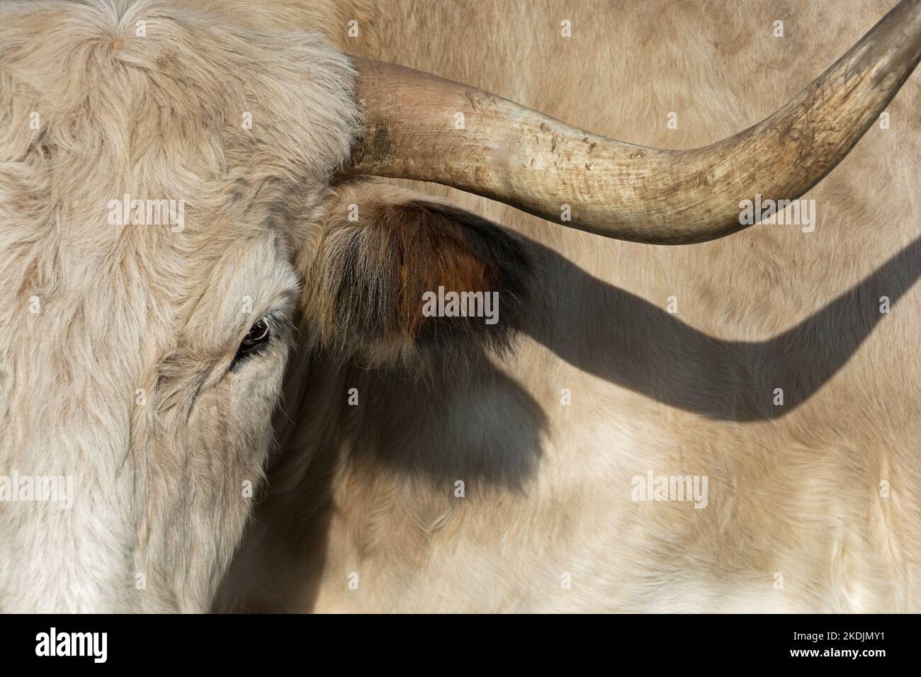 Nahaufnahme eines Stiers (Heckrind) Stockfoto