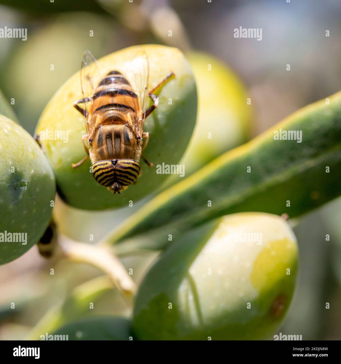 Hover Fly (Eristalinus taeniops) auf einer Olive, Gard, Frankreich Stockfoto