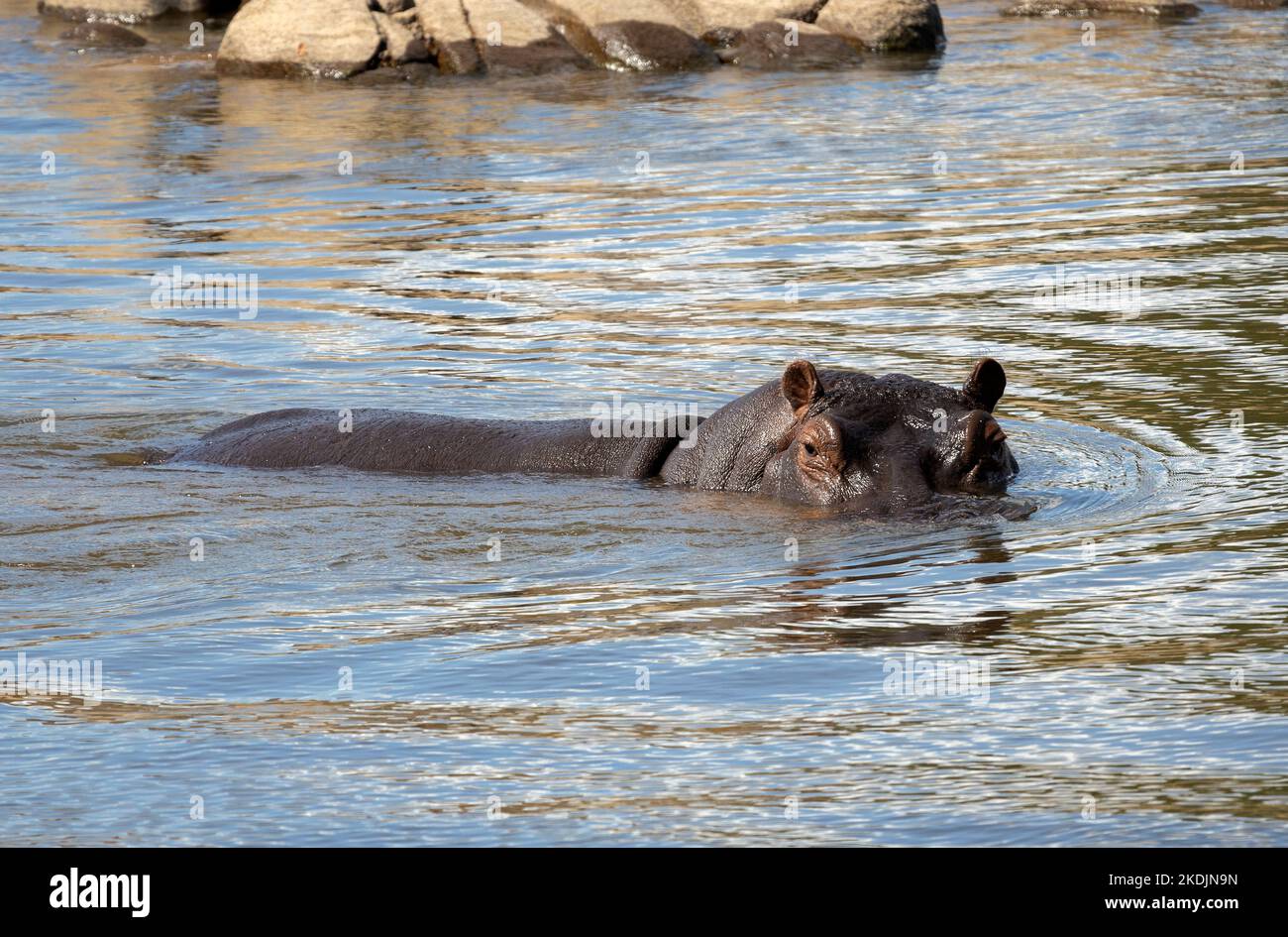 Hippo-Bullen kontrollieren eine Flussstrecke und verteidigen sie gegen jede wahrgenommene Bedrohung. Sie sind große aggressive Tiere Stockfoto