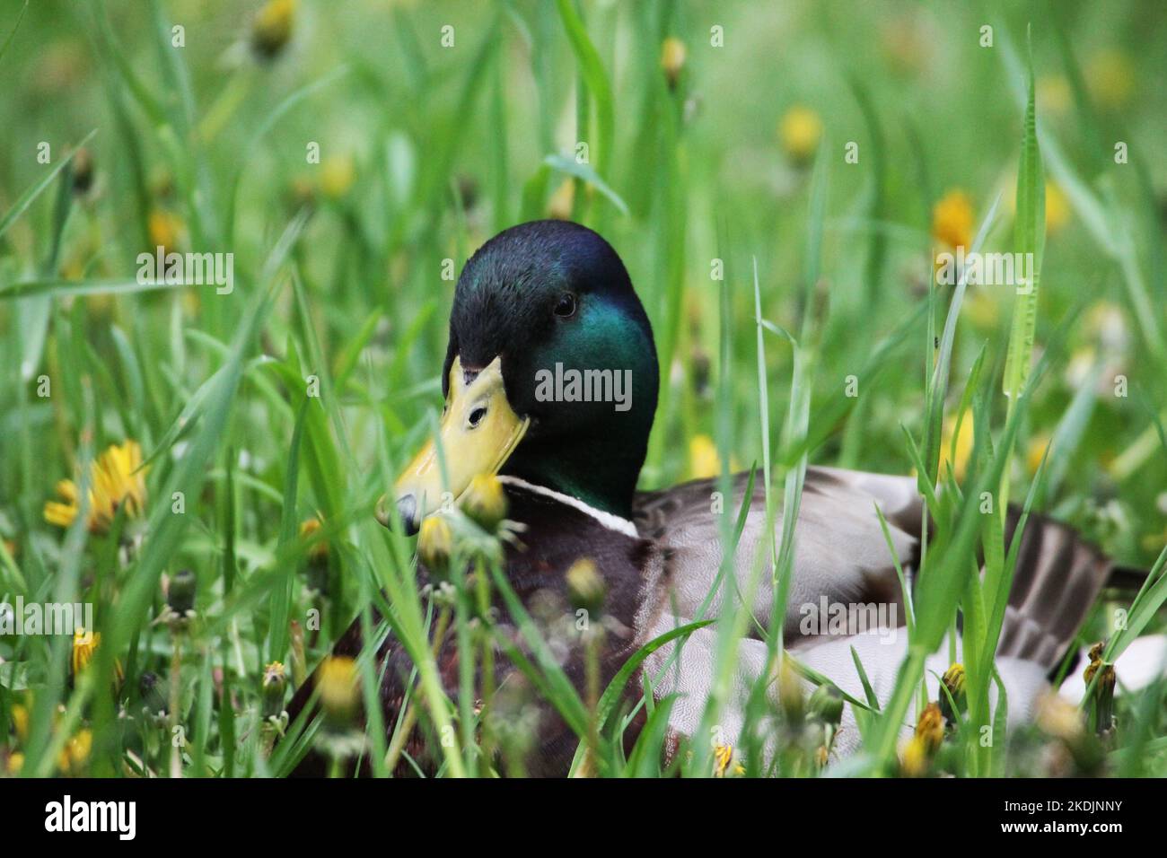 Ein Entenmännchen versteckte sich im hohen Gras unter dem Dandelion Stockfoto